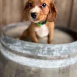 Green Collar - Red male English Cocker Spaniel puppy in Ohatchee, Alabama from Otter Creek Kennels