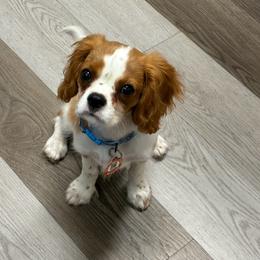 Cavalier King Charles Spaniel puppies from Christina’s Cavaliers