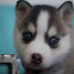 Pomsky Puppies from My Perfect Pomsky Pet