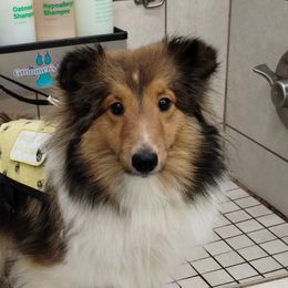Anna - Shetland Sheepdog