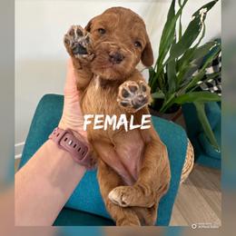 Girl 4 - Red  female Goldendoodle puppy in Glendale, Arizona from Follow Your Bliss Doodles