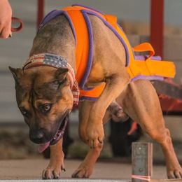 Banjo - American Staffordshire Terrier