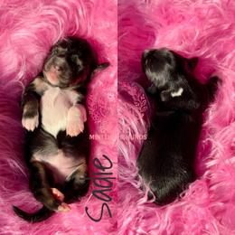 Sadie - Black and cream female Dachshund puppy in Hornbeck, Louisiana from A&Z Mini Dachshunds