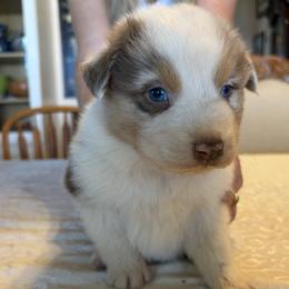 Boy 2 - male Australian Shepherd puppy in Esparto, California from Cutting Up Ranch  Australian Shepherds