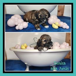 Junie - Sable female Schnoodle puppy in Lebanon, Missouri from Cedar Glades Canines