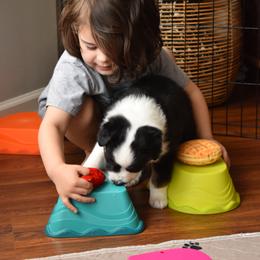 Australian Shepherd Puppies from Indigo Grove Aussies