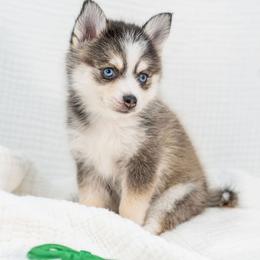 Green - Wolf sable male Pomsky puppy in Spring City, Pennsylvania from Pomsky Power Puppies