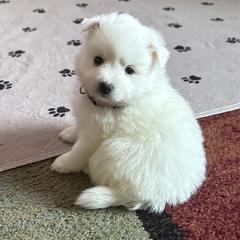 Puppy 4 - White male American Eskimo Dog puppy in Redlands, California from Arctic Storm Kennels