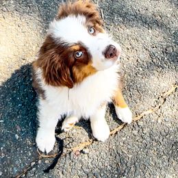 Miniature American Shepherd and Miniature Australian Shepherd Puppies from Whiskeytown Aussies