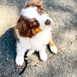 Miniature American Shepherd and Miniature Australian Shepherd Puppies from Whiskeytown Aussies