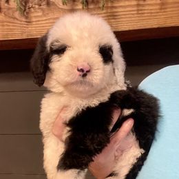 Jack - Black and white male Sheepadoodle puppy in Winfield, Alabama from Rose Lane Doodles