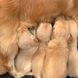 Golden Retriever Puppies from American True Golden retriever