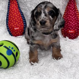 Black collar - Dapple male Dachshund puppy in Chicago, Illinois from RGZ Doxies