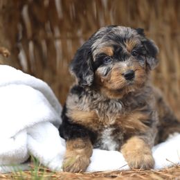 Aussiedoodle and Poodle Puppies from Cedar Wood Farms