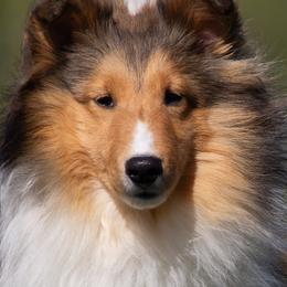 Sprint - Shetland Sheepdog
