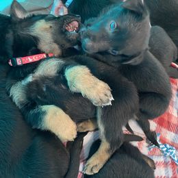 Belgian Malinois and Working Cross Puppies from L G Kennels