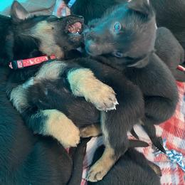 Belgian Malinois and Working Cross Puppies from L G Kennels