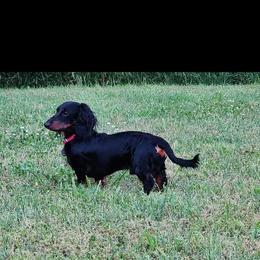 Dachshund All Grown Up from BlackPine Kennels
