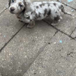 Lila - Fawn (isabella) and cream female Dachshund puppy in Michigan from M.H.P Dachshunds