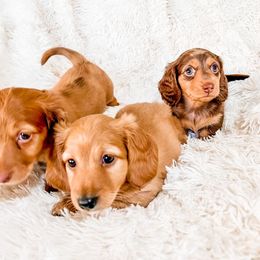 Dachshund Puppies from DachiesDash