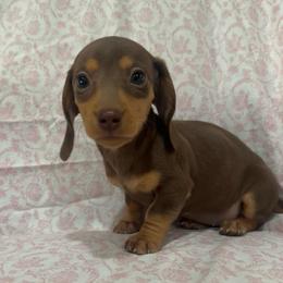 Chocolate female - Chocolate female Dachshund puppy in Galax, Virginia from Dells  Dachshund’s