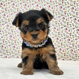 Millie - Blue and gold female Yorkshire Terrier puppy in Monticello, Iowa from Ashley’s Puppies