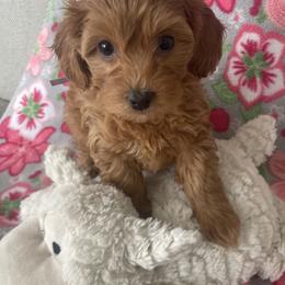 Maltipoo Puppies from Ollie-Pop Paws Breeding