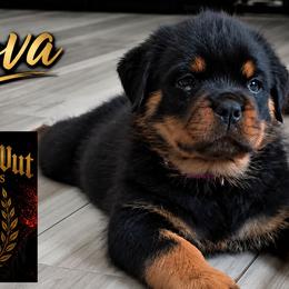 Purple girl - Black and mahogany female Rottweiler puppy in Lake City, Florida from Haus Der Wut Kennels
