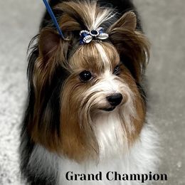 Indigo Blue - Biewer Terrier