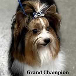 Indigo Blue - Biewer Terrier