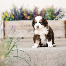 Piper - Red tri female Miniature Australian Shepherd puppy in Pocatello, Idaho from R Heart Mini Aussies