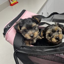 Yorkshire Terrier Puppies from QT Pie Pups