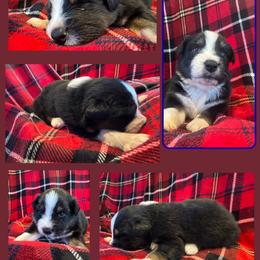 Jack - Black tri-color male Australian Shepherd puppy in Fort Lauderdale, Florida from Burning Heart Aussies