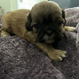 Shih Tzu Puppies from Bayonne Shih Tzu’s