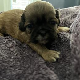Shih Tzu Puppies from Bayonne Shih Tzu’s