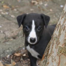 Whippet Puppies from Wise Heart Whippets
