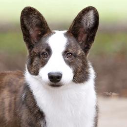 Cardigan Welsh Corgis and Pembroke Welsh Corgis from Rustic Spur Kennel