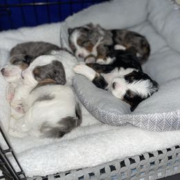 Australian Mountain Doodle and Bernedoodle Puppies from Boxwood Doodles