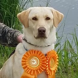 Demi - Labrador Retriever