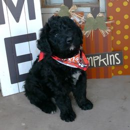 Onyx - Phantom male Bernedoodle puppy in Mesa, Arizona from Cookies and Cream Doodles