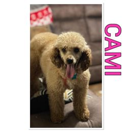 Camilla - Poodle