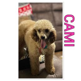 Camilla - Poodle