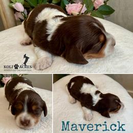 Maverick - AKC - Chocolate and tan male Dachshund puppy in Kemp, Texas from Koli Acres