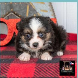 Beau - Black tri male Toy Australian Shepherd puppy in Granbury, Texas from Texas Miniature Aussies