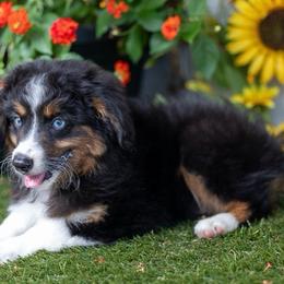 Emerald - Black tri male Toy Australian Shepherd puppy in Granbury, Texas from Texas Miniature Aussies