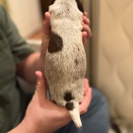 Orange - Liver and white female German Shorthaired Pointer puppy in Ash Flat, Arkansas from SmokePoint GSPs
