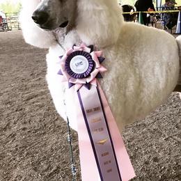 Poodles from Legacy Poodles