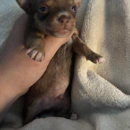Luke - Chocolate sabled fawn male Chihuahua puppy in Orwell, Ohio from Cosmic Country Chihuahuas