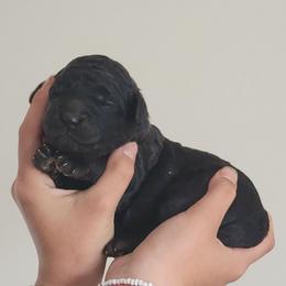Red collar - Black male Poodle puppy in Shelby, Alabama from New Life Family Farm