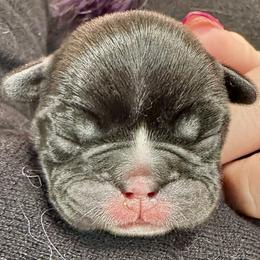 French Bulldog puppies from Hope Mountain French Bulldogs